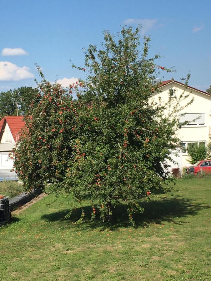 Burgfreude Appartamento Bisingen Esterno foto